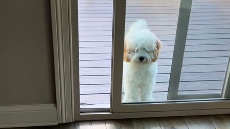 A butterscotch and white cavachon stands outside a half opened glass sliding door.