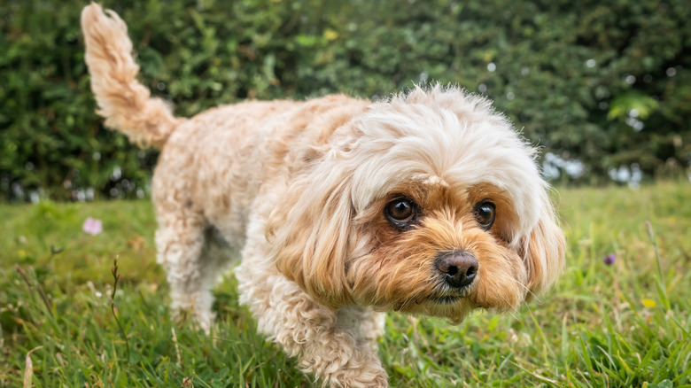 Cavachon walks cautiously outdoors.