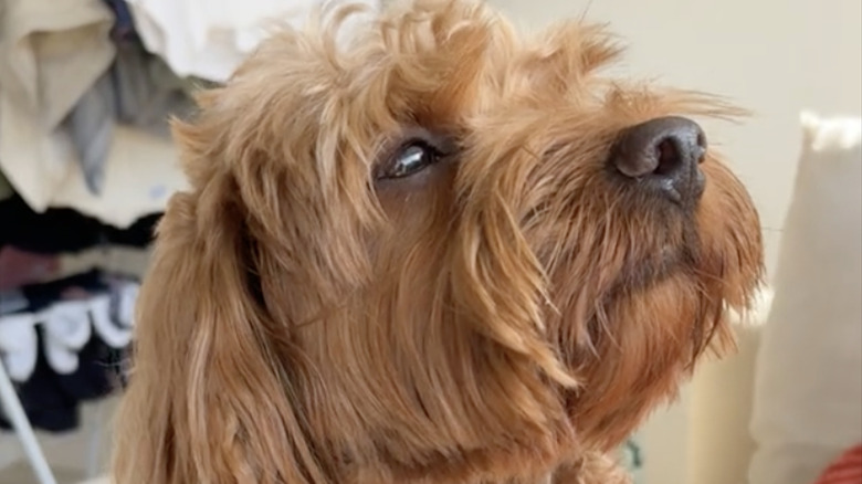 A cavapoo named Milo on TikTok loves being with his owners.