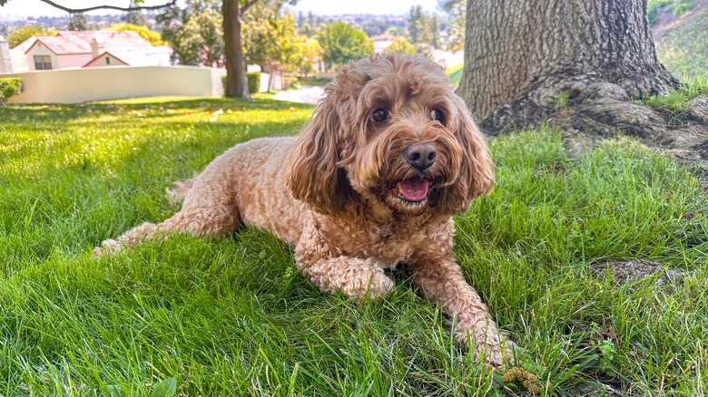 A cute cavapoo dog sitting in backyard grass.