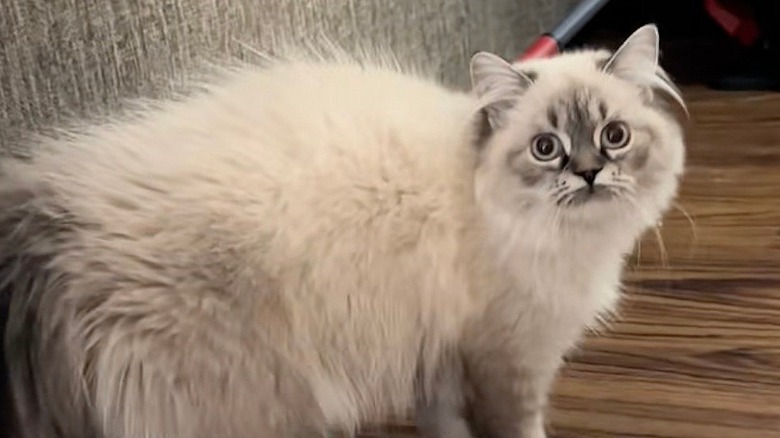 A Himalayan cat from TikTok got freaked out by dog.