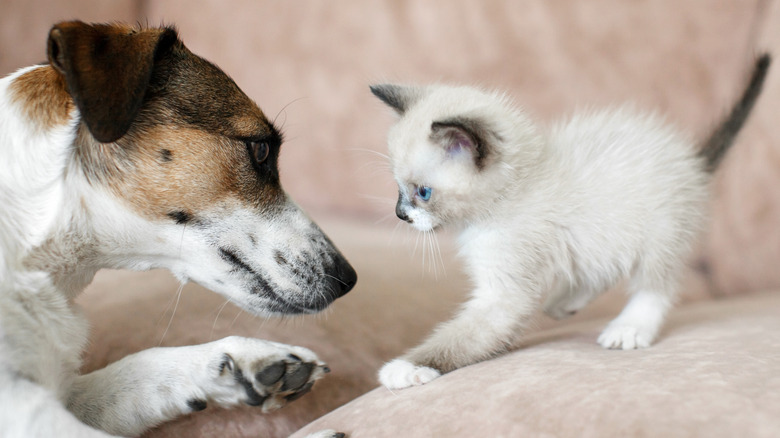 Kitten checking out a dog warily