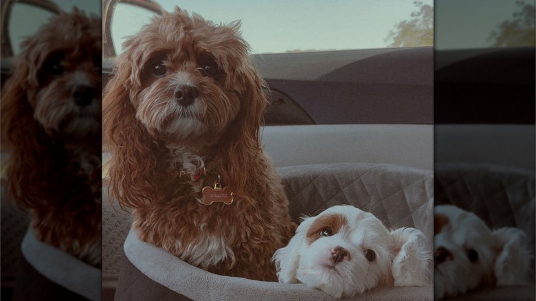 Willow and younger sibling Coast
