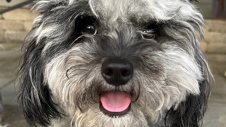 Happy-looking dog with messy fur