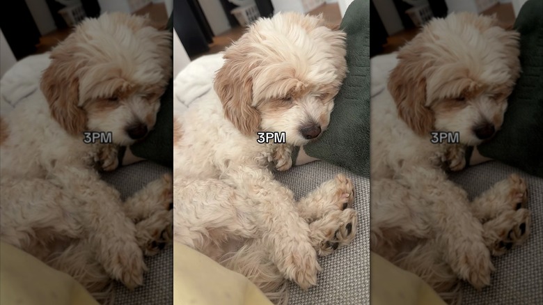 Cavapoo sleeping contentedly