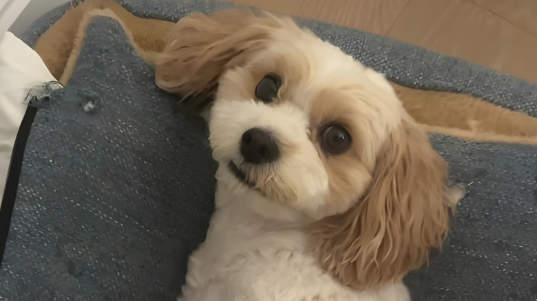 Close-up of a cavapoo staring at the camera