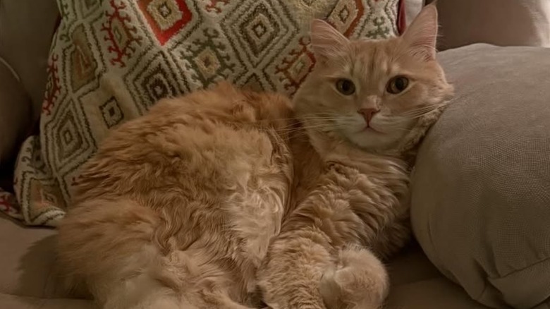 Orange cat sitting on a chair.