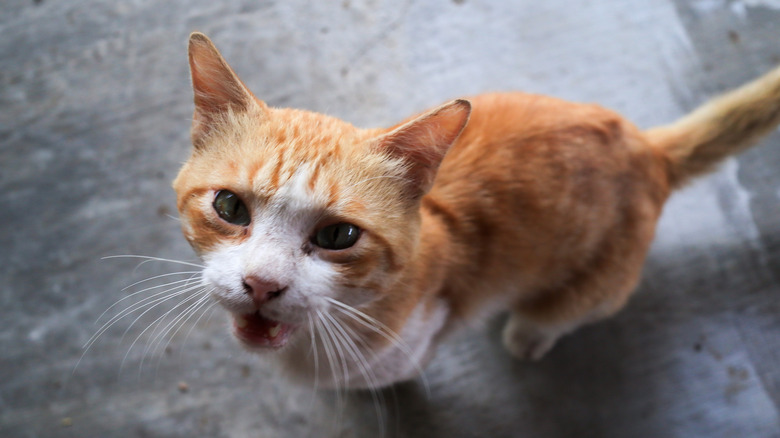 Orange tabby cat meowing at camera