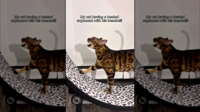 Bengal cat walking on an exercise wheel
