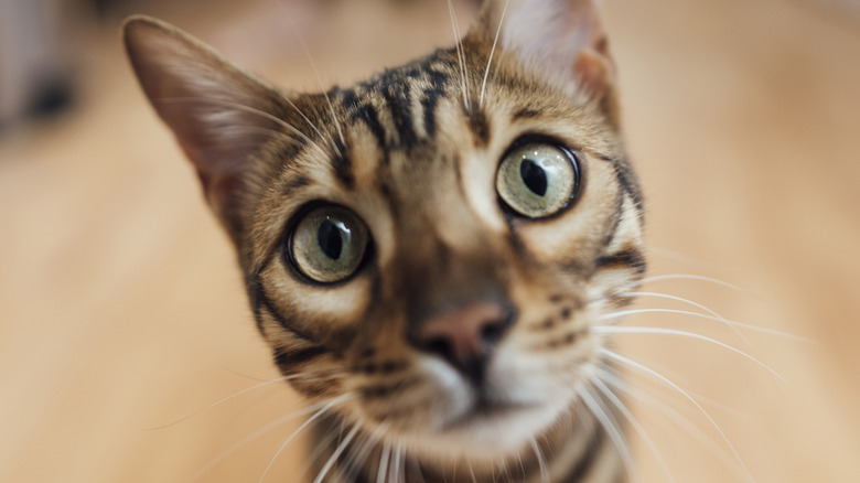 Close-up of a Bengal cat's face