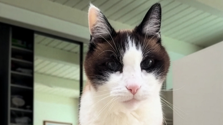 Close-up of a snowshoe cat