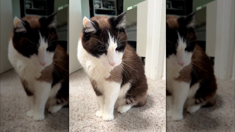 Snowshoe cat looking down