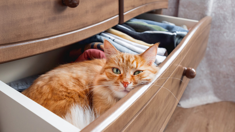 Cat resting in dresser drawer