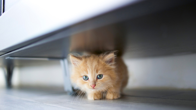 Kitten under furniture