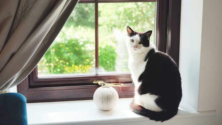 Cat on windowsill with curtain nearby