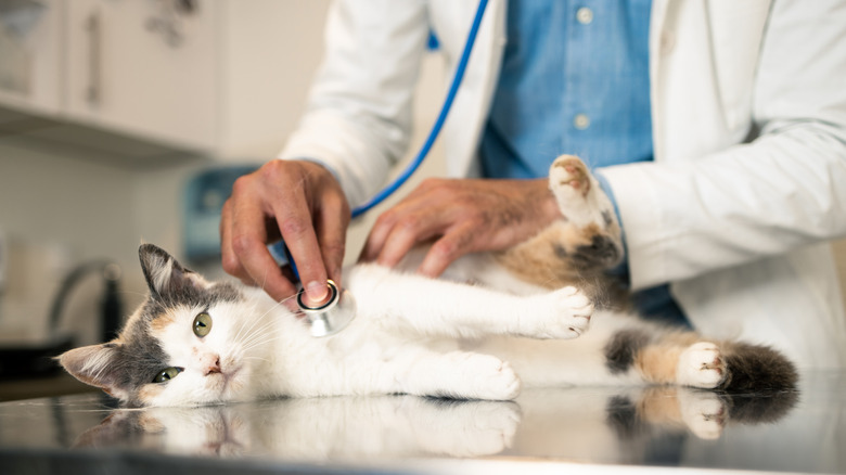 Male veterinarian holding stethoscope on cat's chest as cat lies on table