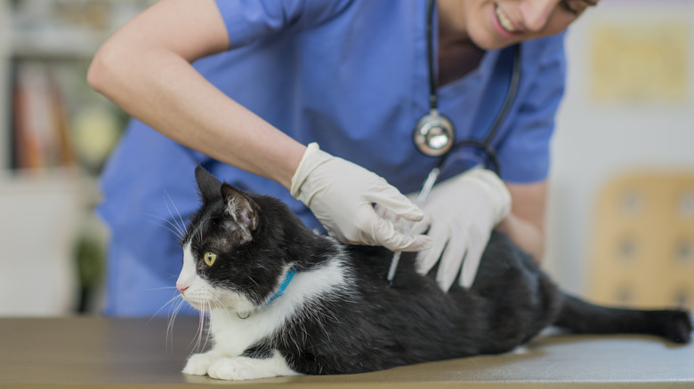 Female veterinarian giving cat a shot