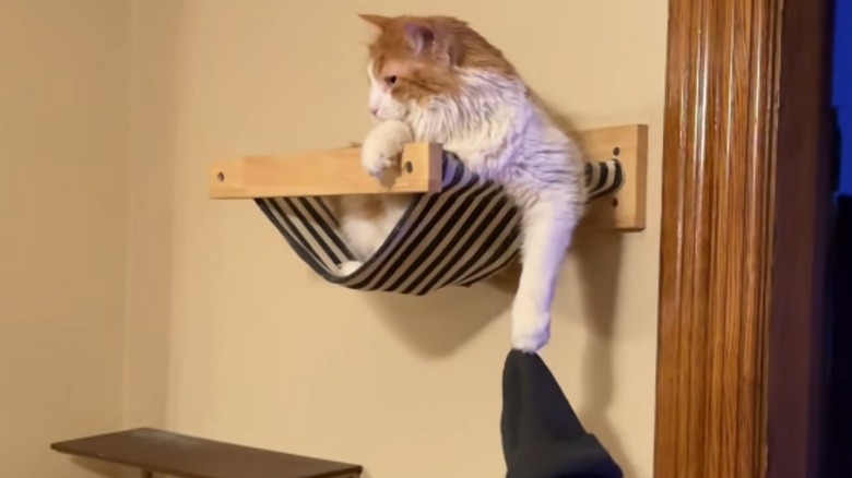 Orange and white cat holding hat in its claws