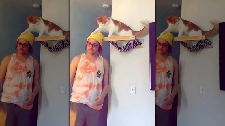 Orange and white cat grabbing hat from man's head