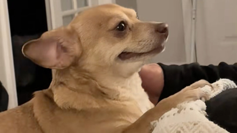 A chihuahua happily enjoys some pats in her foster home on TikTok.