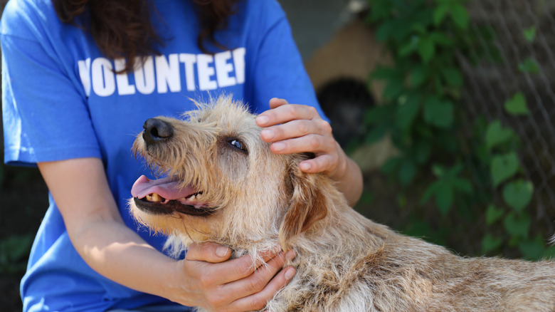 A volunteer pats a happy dog.