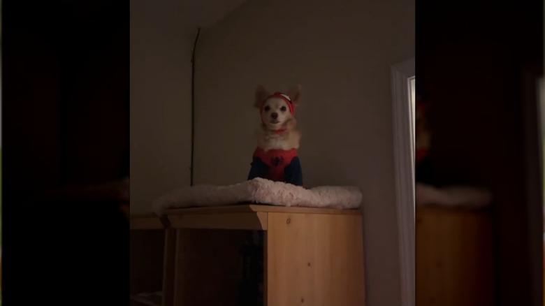 Harley the Chihuahua in a Spider-Man costume