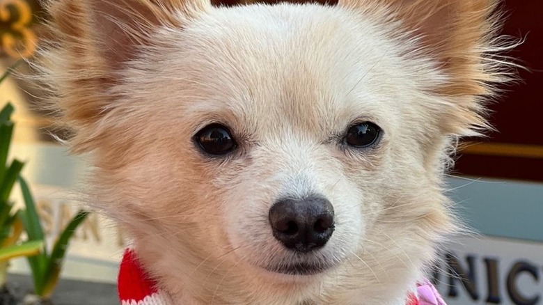 Harley the Chihuahua from TikTok looks deep in thought.