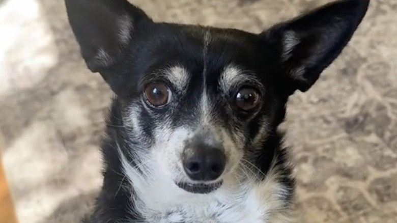 A TikTok Chihuahua was caught stuffing random items in her dog bed.