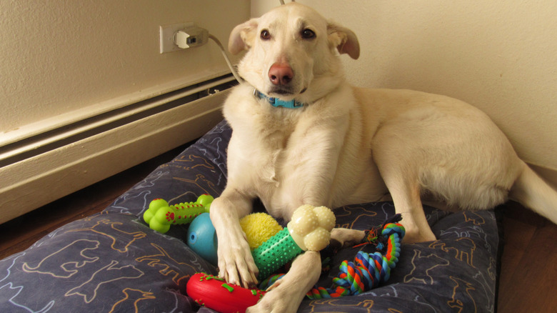 Dog sitting with a collection of toys.