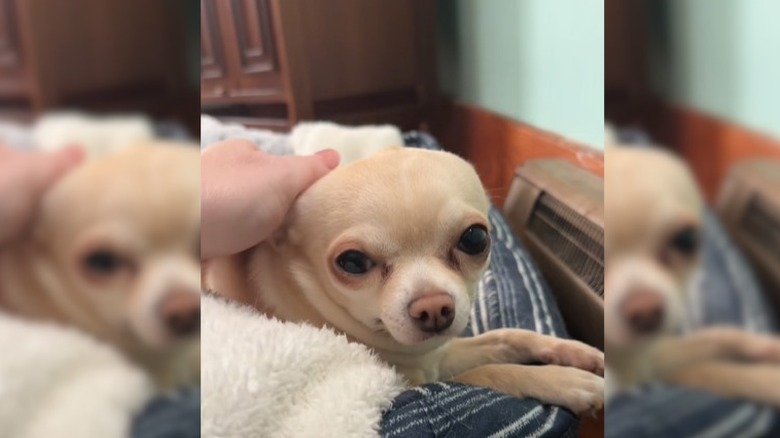 Hand pets top of tan chihuahua's head while it lays in bed by a heater.