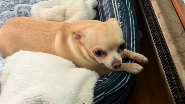 Tan Chihuahua lays in bed right by a heater.