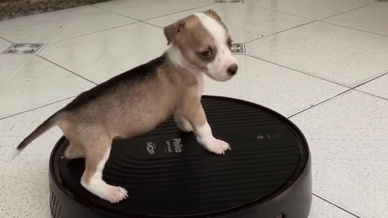 Chihuahua puppy standing on a robot vacuum cleaner