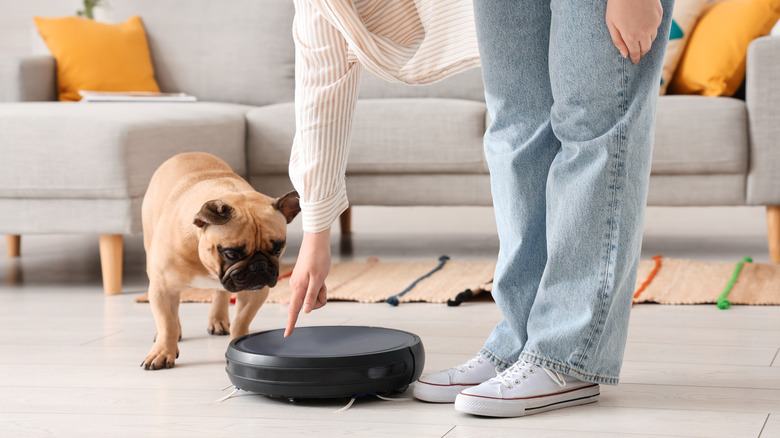 Person showing French bulldog a robot vacuum in living room