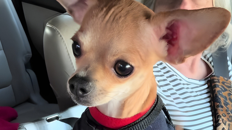 Chihuahua looking anxious