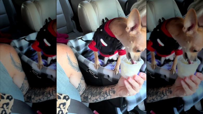 Chihuahua eating a pup cup