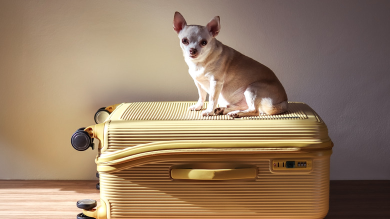 A Chihuahua sitting on a suitcase