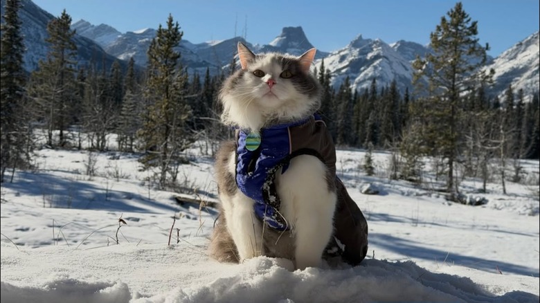 Fluffy cat wearing a coat and sitting in the snow