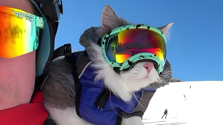 Cat wearing goggles while riding on shoulder of owner, who is skiing
