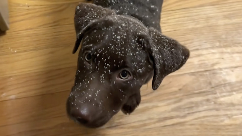 A chocolate lab from TikTok got dusted with flour during a baking mishap.