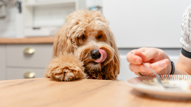 A dog begging for food at a kitchen table while man eats.