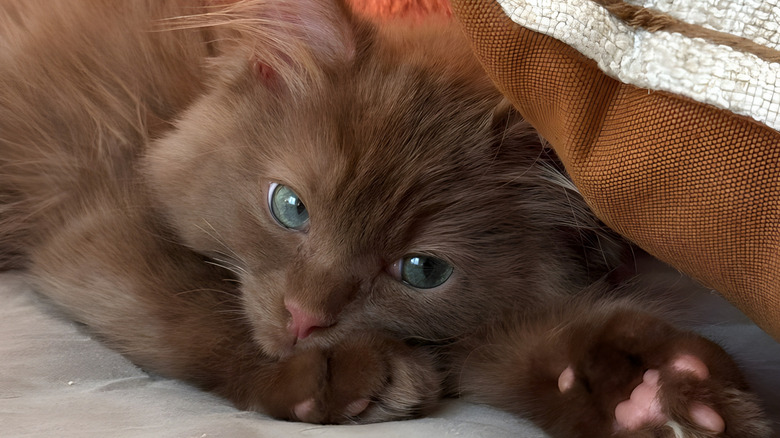 Cute ragdoll cat staring at the camera