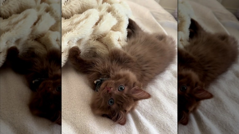 Cute ragdoll cat lying on a fleecy blanket
