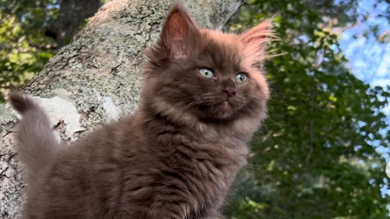 Chocolate ragdoll kitten stands in a tree.