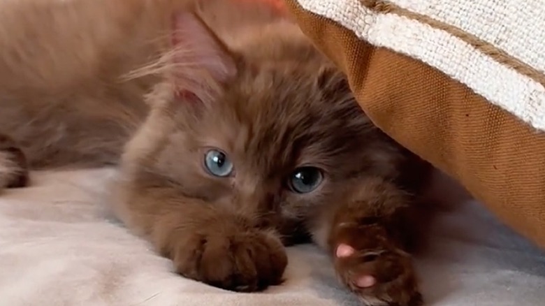 Shy looking ragdoll kitten lays beside burnt orange and white pillow.