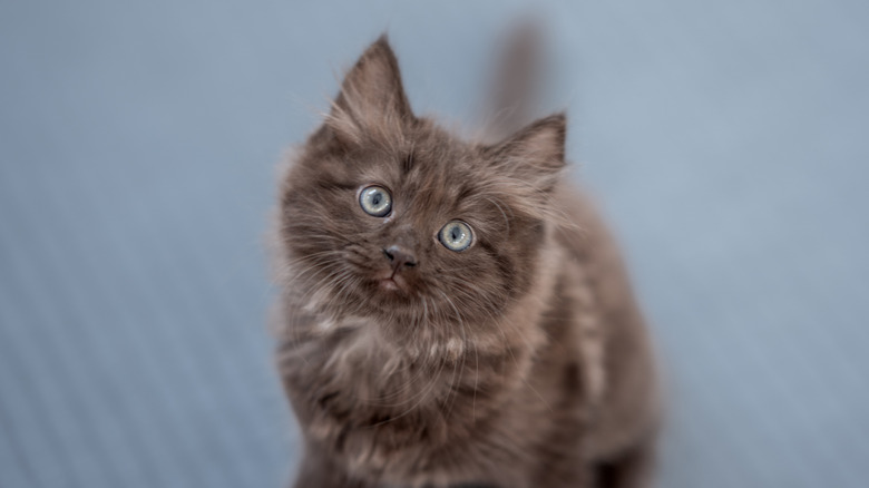 A fluffy brown kitten gazes upwards with bright eyes.
