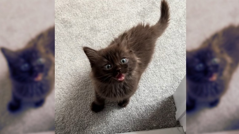 Chocolate ragdoll cat caught meowing.