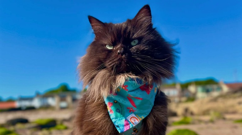 Chocolate ragdoll cat wears multicolored bandana while sitting in front of a bright blue sky and blurred houses.