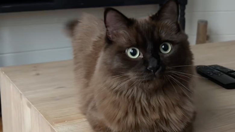 Cat sitting on a table looks ahead alertly.