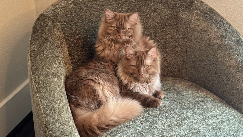 Two chocolate ragdoll cats cuddle in a sage green love seat.