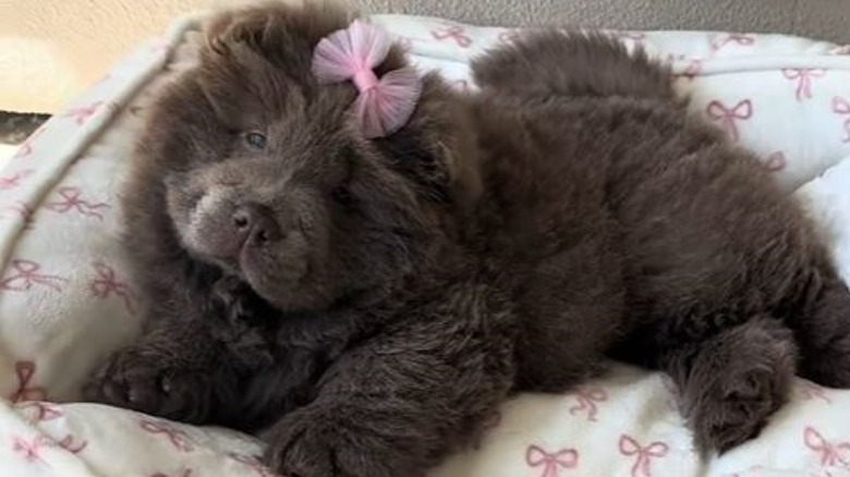 A chow chow pup lying on a dog bed.
